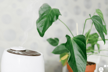 El producto que no puede faltar en tu hogar