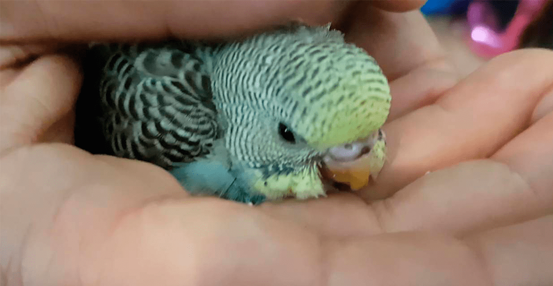 Cuidados de las aves durante el proceso de cría