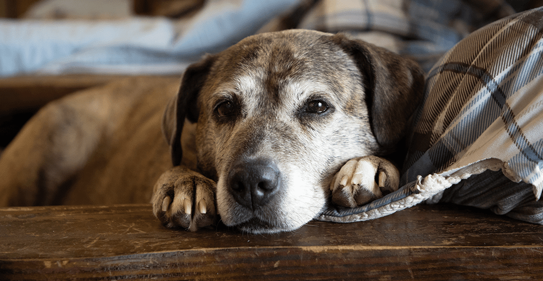 Cuidados para perros mayores