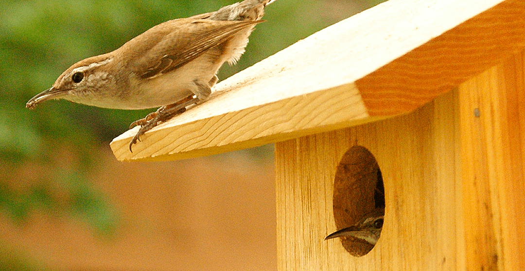 Wooden nests, another great habitat for birds