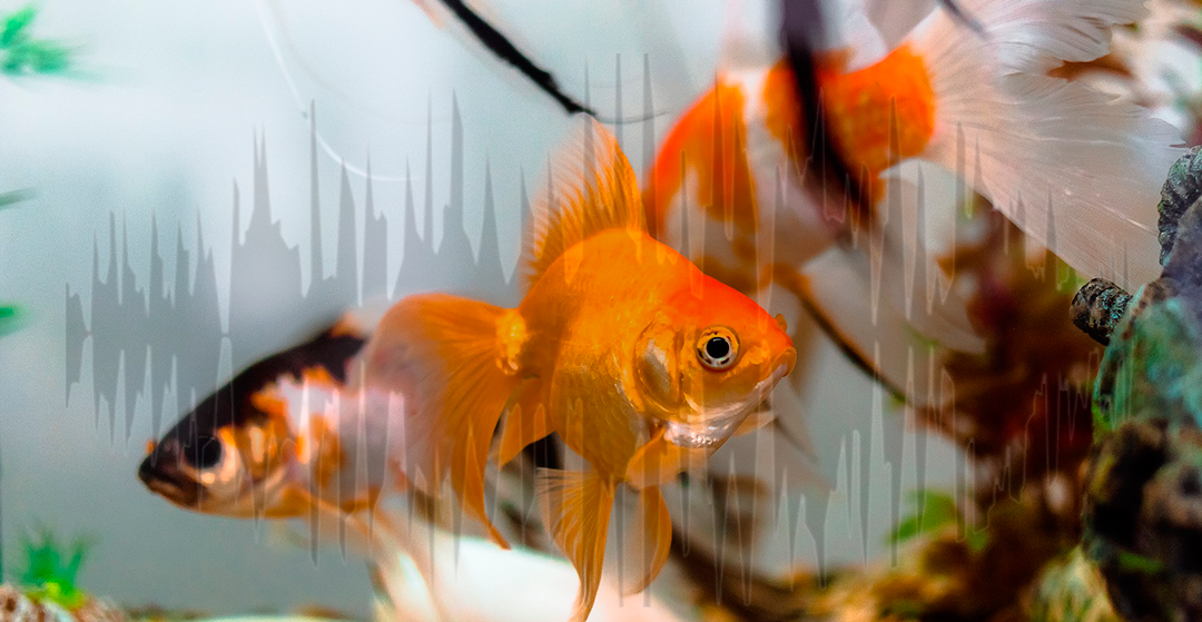 Fish are altered with noise