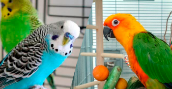 What are the essential products for an aviary?
