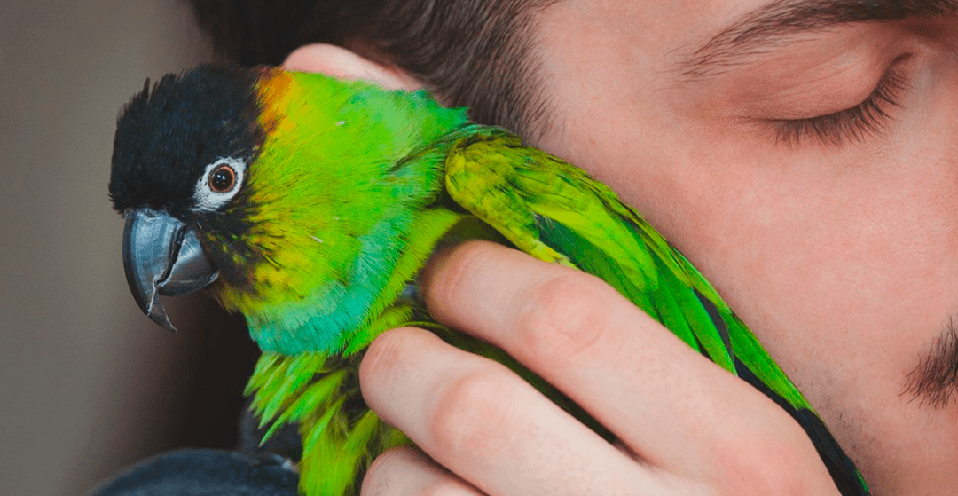 La avicultura, el origen de la pasión por los pájaros