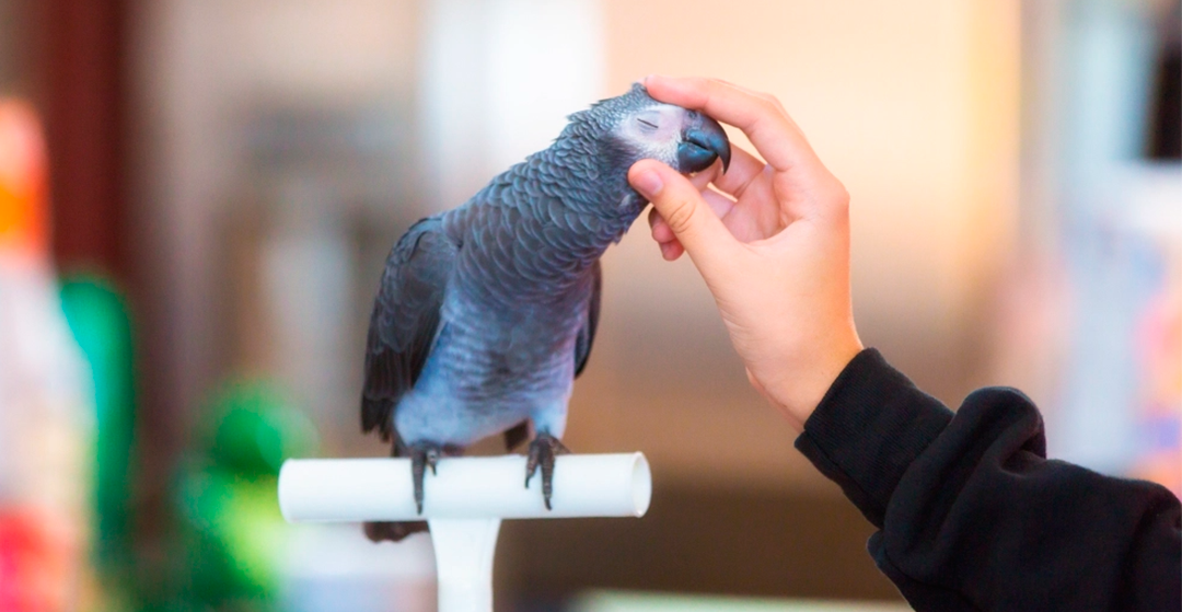 Consejos imprescindibles para proteger el plumaje de los pájaros.