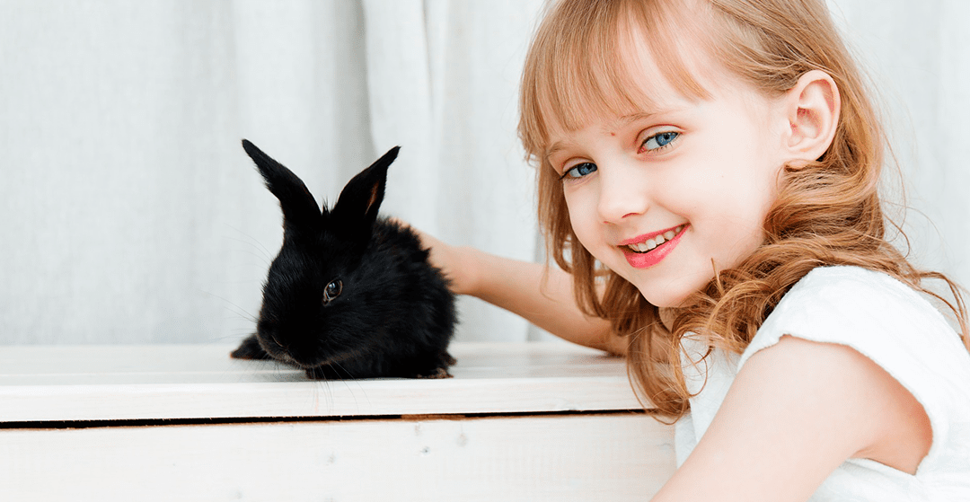 The dwarf rabbit, fashionable pet.
