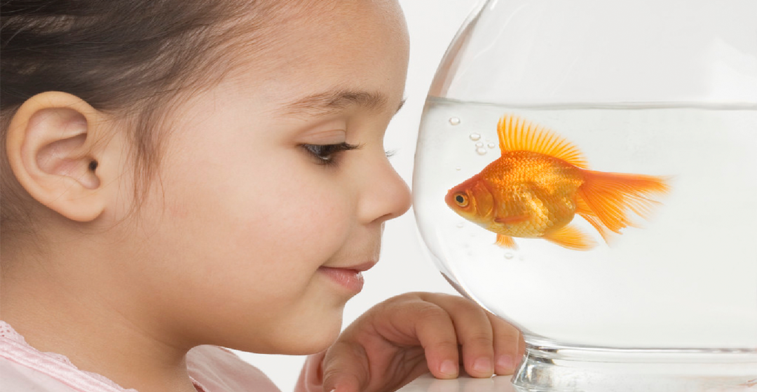 5 consejos imprescindibles si decides tener peces en casa
