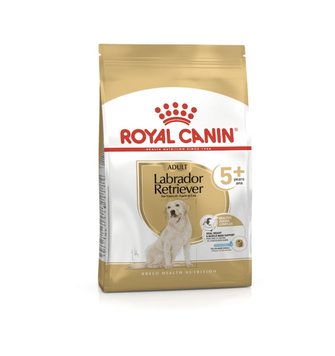 LABRADOR RETRIEVER AGEING +5