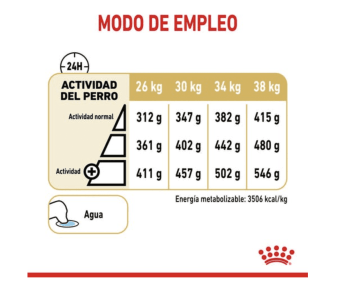 LABRADOR RETRIEVER AGEING +5 - 2