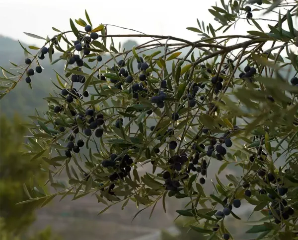 VISITA AL MOLÍ D’OLI DE L’OLIVERA DE VALLBONA DE LES MONGES