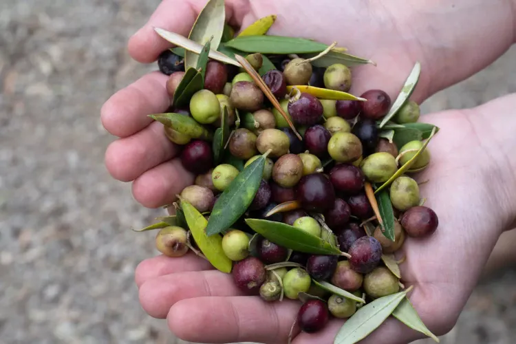Celler L’Olivera – Visita al molí d’oli