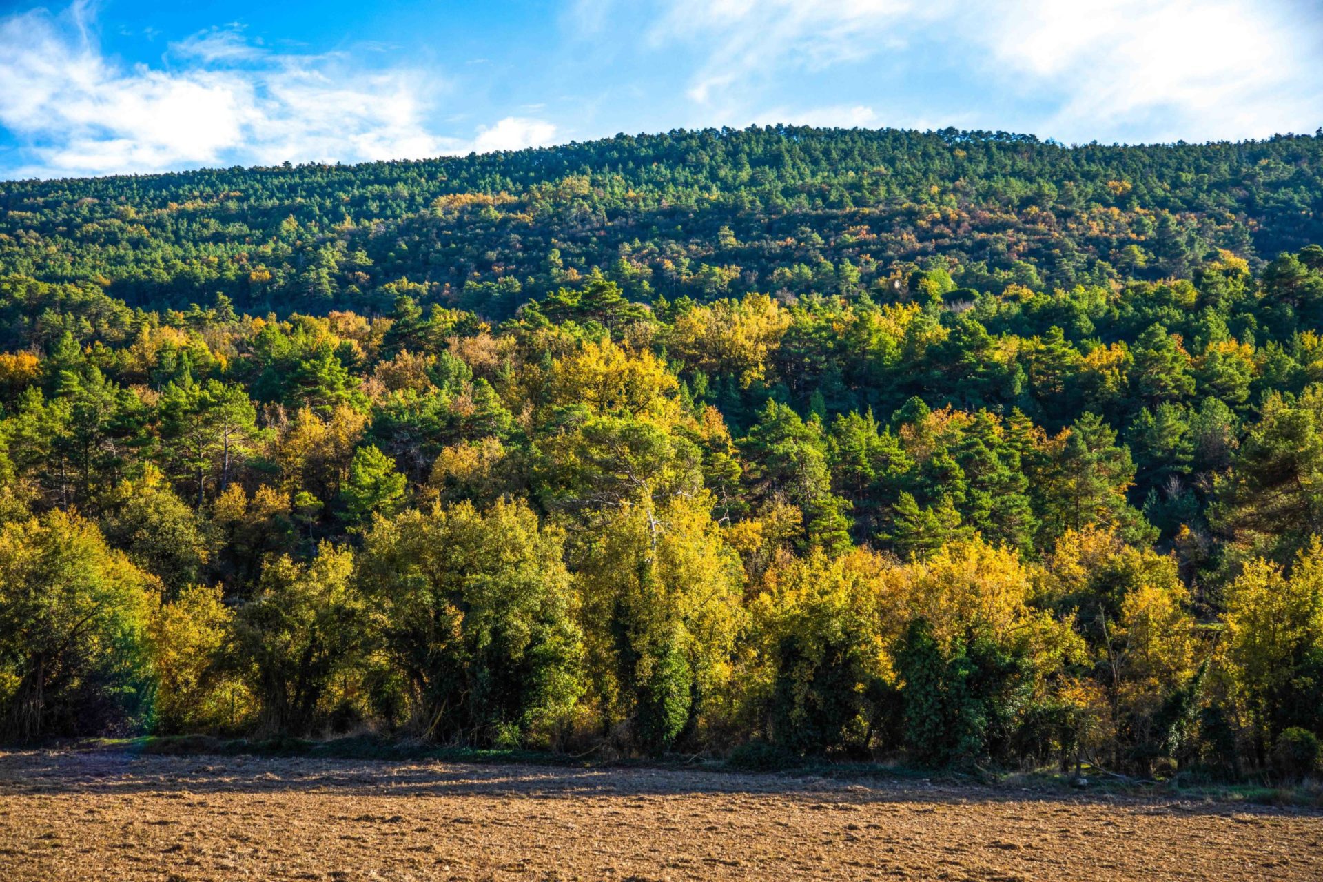Guimerà, Llorac, Savallà del Comptat i Segura.