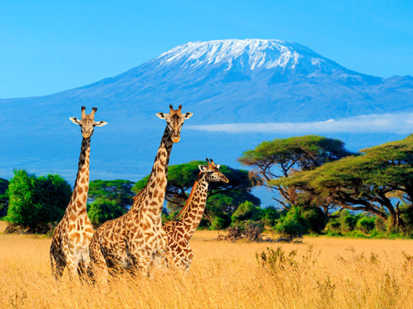 Missió Kenya i Tanzània