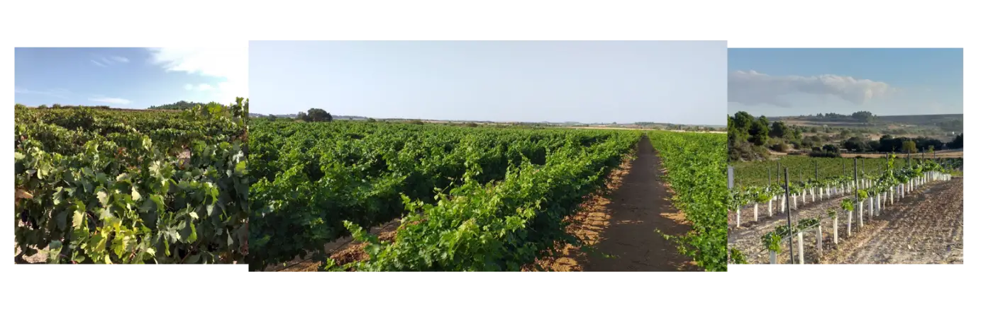 Our wineyards