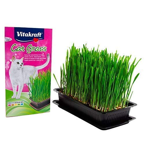VTKFT HIERBA GATOS 6x120g  24031