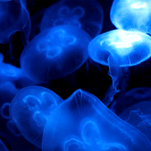 Las fuentes energéticas del futuro: algas y medusas